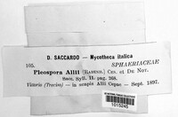 Stemphylium vesicarium image